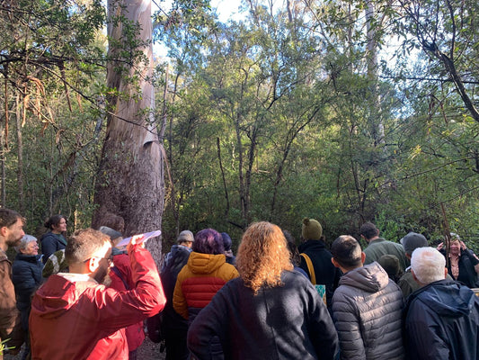 Tree Hollow, Nipaluna