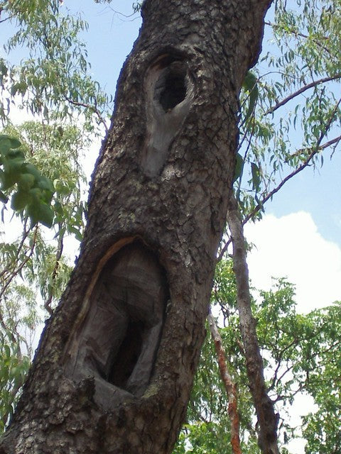 Sugarbag Trees on Quinkan country