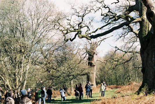 Wild Bee Tour of Blenheim Palace, England