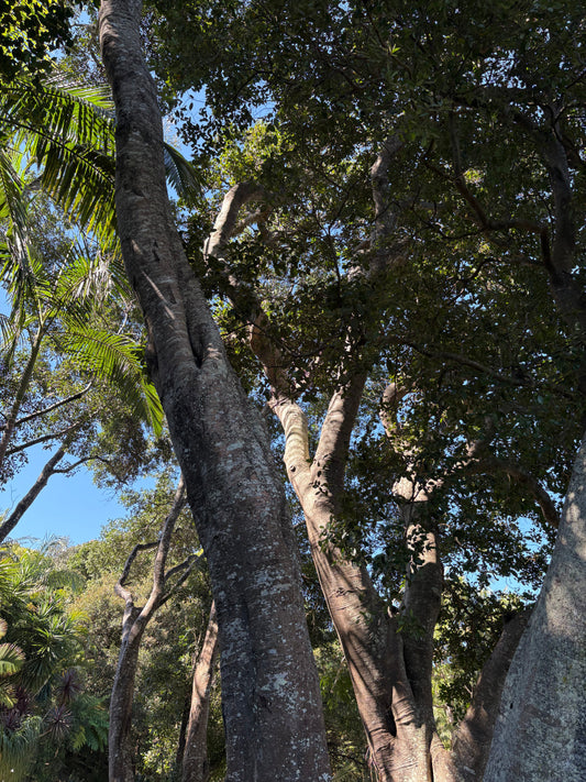 Tuckeroo Tree, Lennox Head, Bundjalung