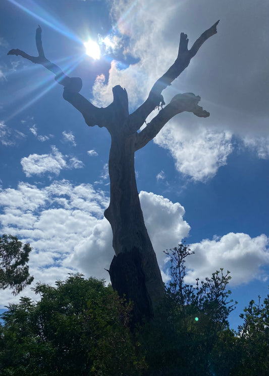 Honeybee Hollow, Australian National University, Canberra, Ngunnawal
