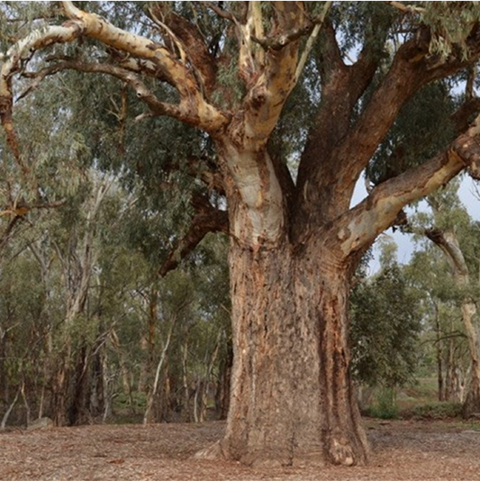 Wild Honeybee essence in 500 Year old River Red Gum