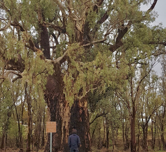 Wild Honeybee essence in 500 Year old River Red Gum