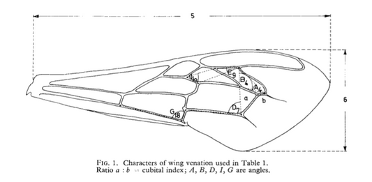 Research Paper: Isolated Populations of Honeybees in Australia
