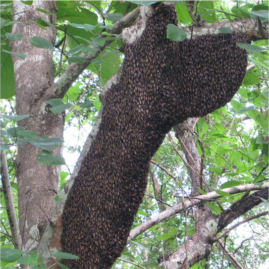 Surfing the Sweet Wave: Honeybees, a migratory species