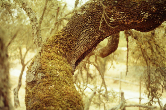 Quercus suber trees (Cork Oak) for wild honeybees