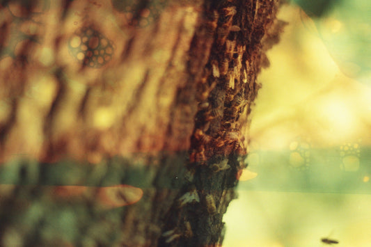 Propolis