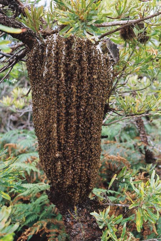 Open Air, Bundjalung