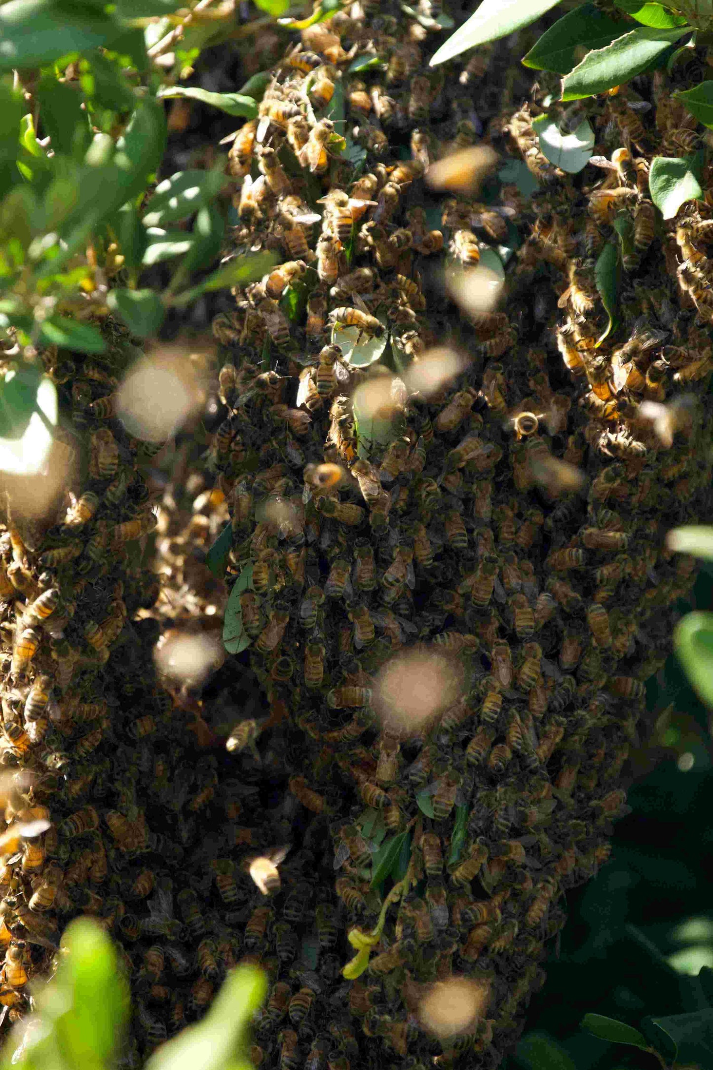 Gold Honeybee